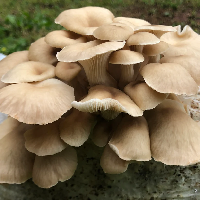 Ostra Estragão fresca cultivada pela Spora em Braga