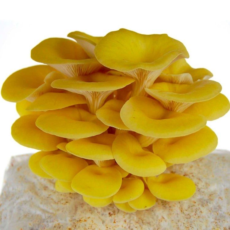 Ostra Amarela fresca cultivada pela Spora em Braga