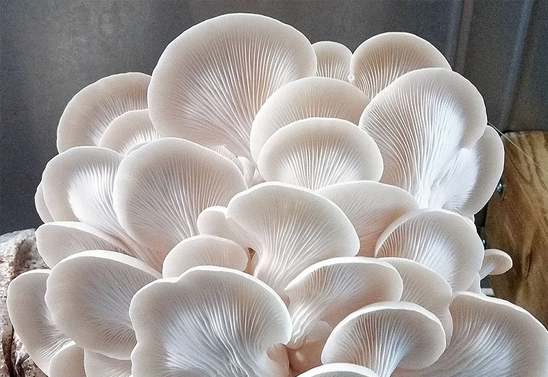 Ostra Cinza fresca cultivada pela Spora em Braga